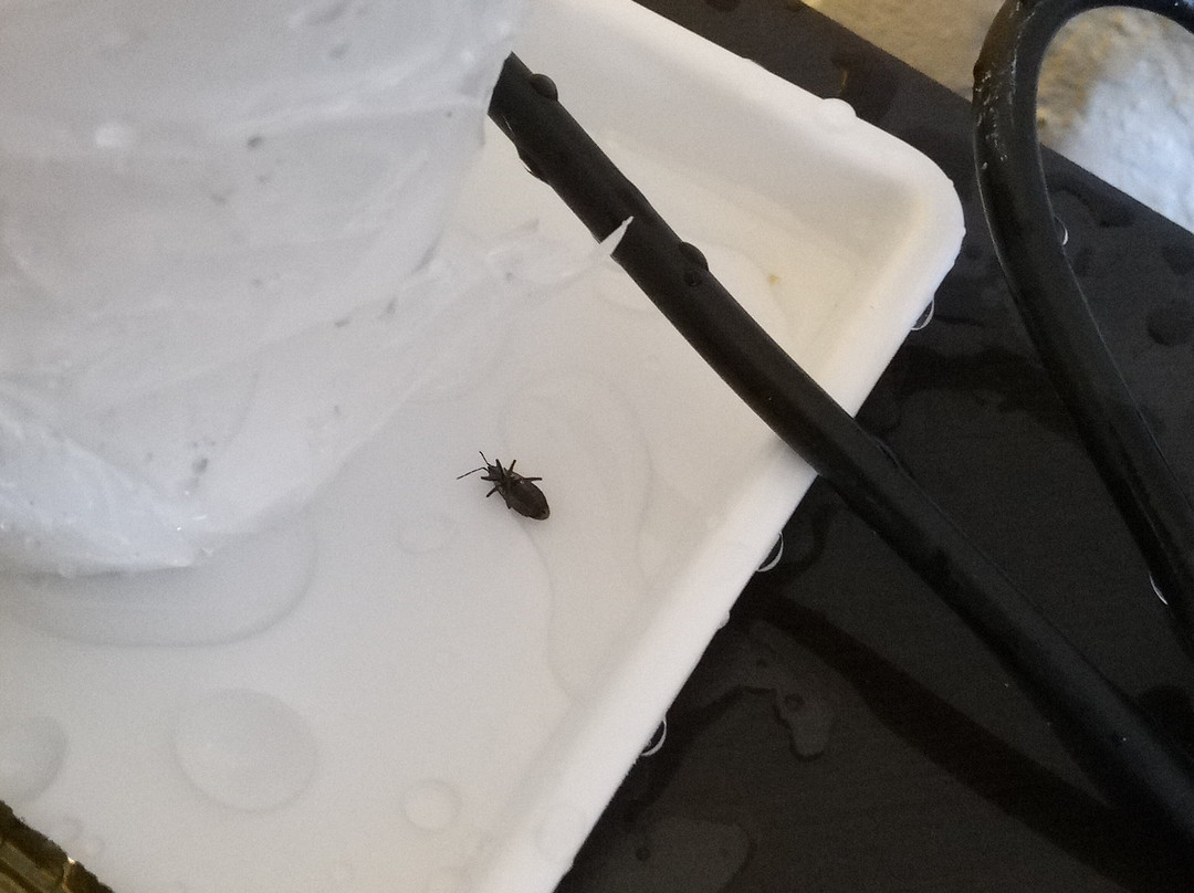 Super 8 by Wyndham Ridgecrest主图