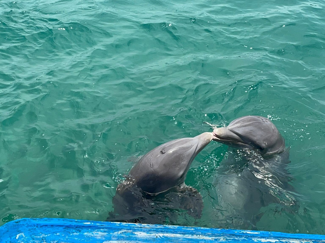 Delfinario Cayo Naranjo-Rafael Freyre必去景点