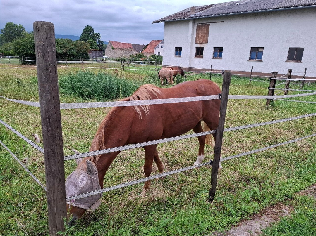 Fetzer's Landhotel主图