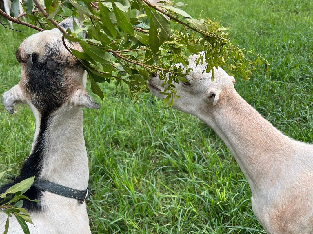 The Goatery At Kiawah River景点图片