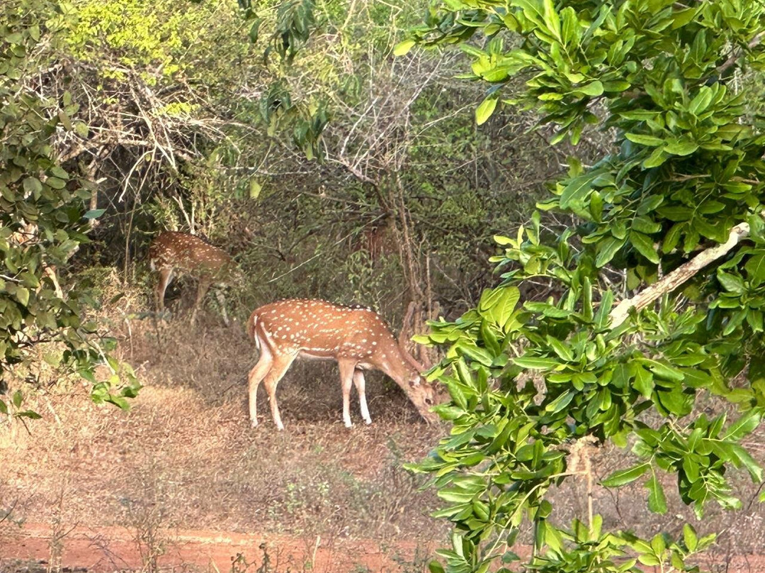 Yala Safari Tours景点图片