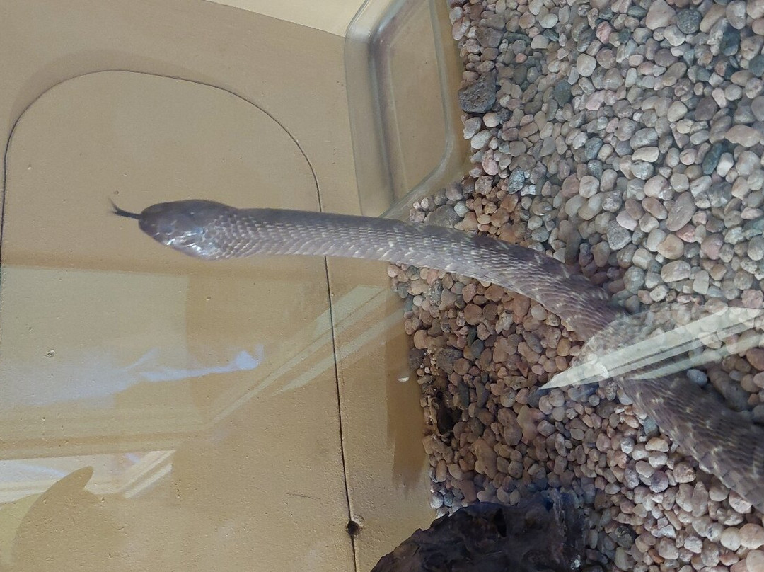 Snake Park-斯瓦科普蒙德必去景点