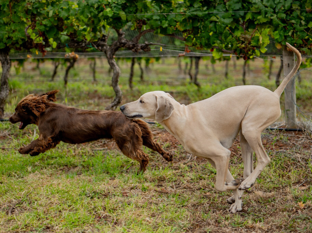 Zoetendal Vineyards & River Estate景点图片