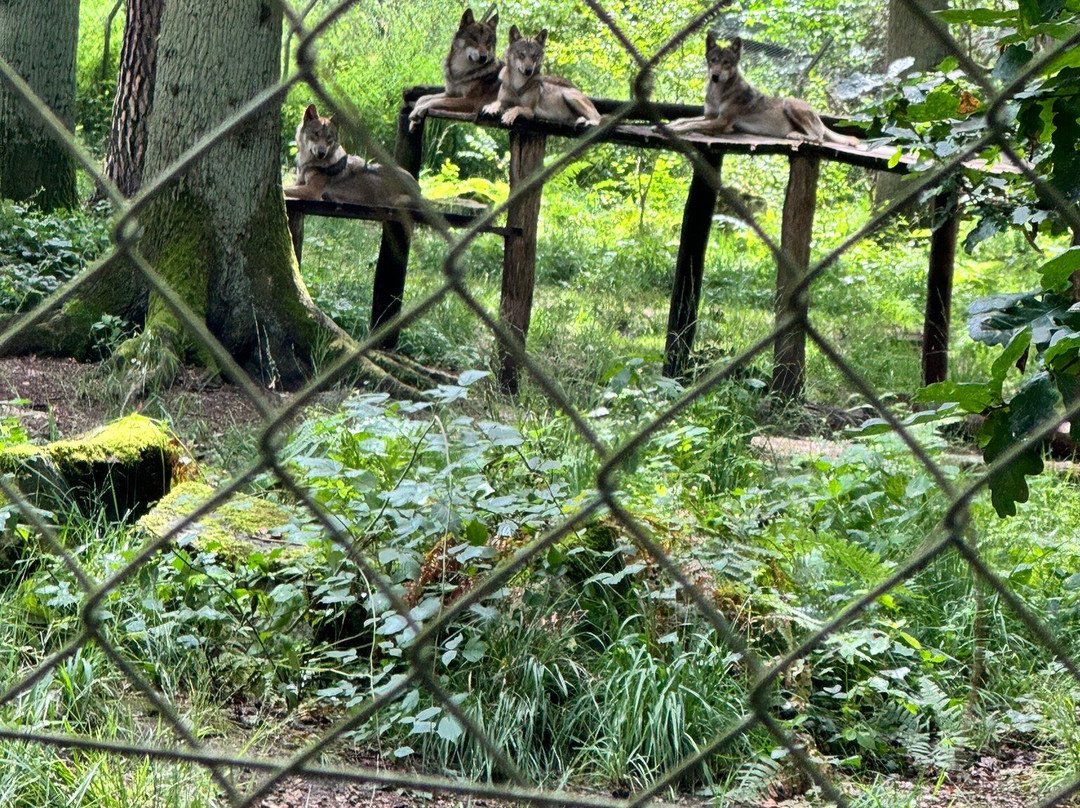Wildpark Alte Fasanerie Klein-Auheim景点图片