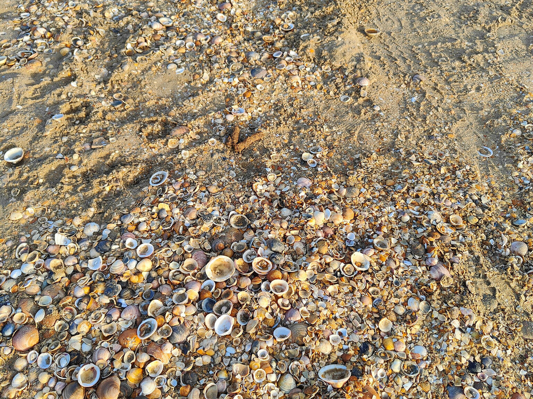 Playa de Punta Umbria-Punta Umbria必去景点