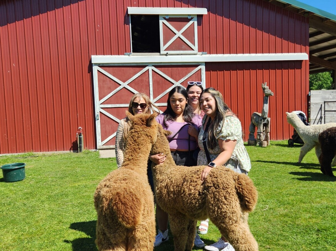 Sunny Alpacas景点图片