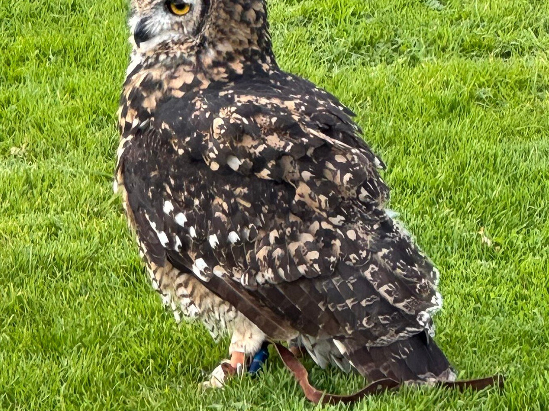 SMJ Falconry景点图片