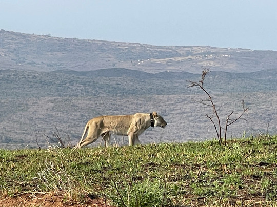 Durban Day Safaris-德班必去景点