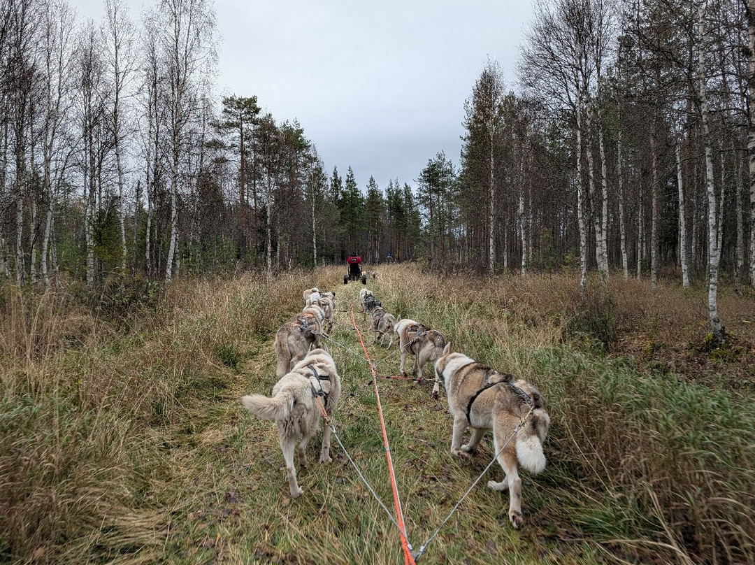 Arctic Borealis Huskies-Ranua必去景点