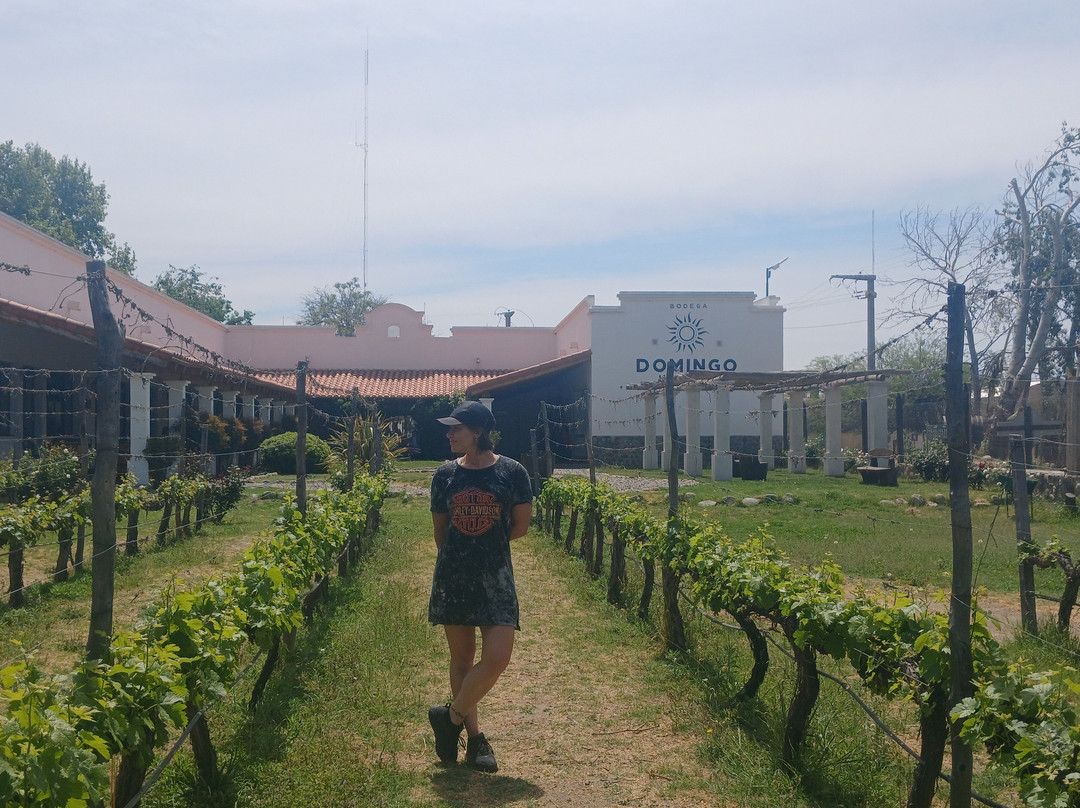 Bodega Domingo Hermanos景点图片