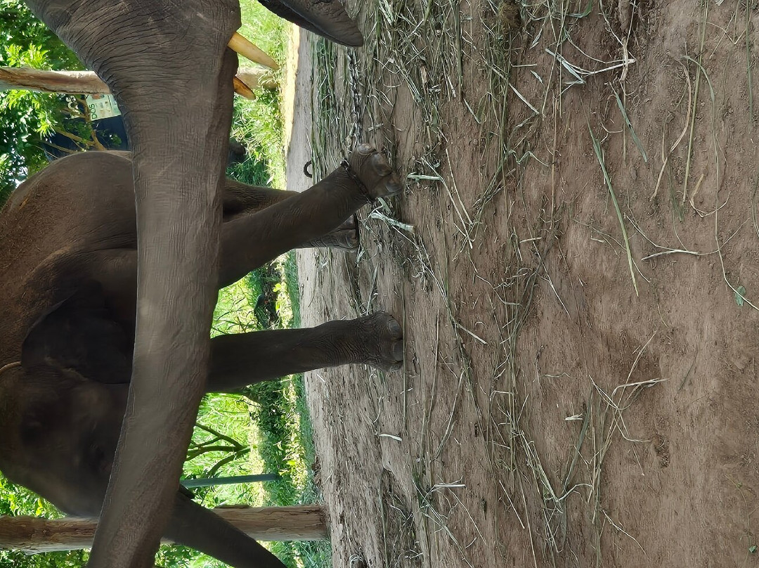 Elephant Study Center Surin景点图片