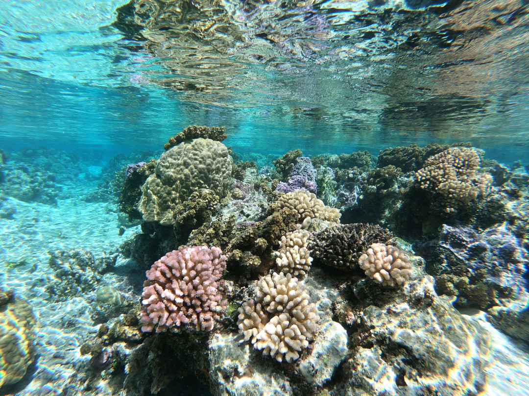 Mermaid Private Boat Tours-莫雷阿岛必去景点