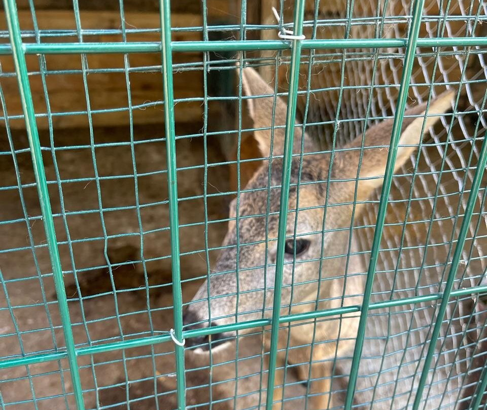 Driloni National Park-Pogradec必去景点