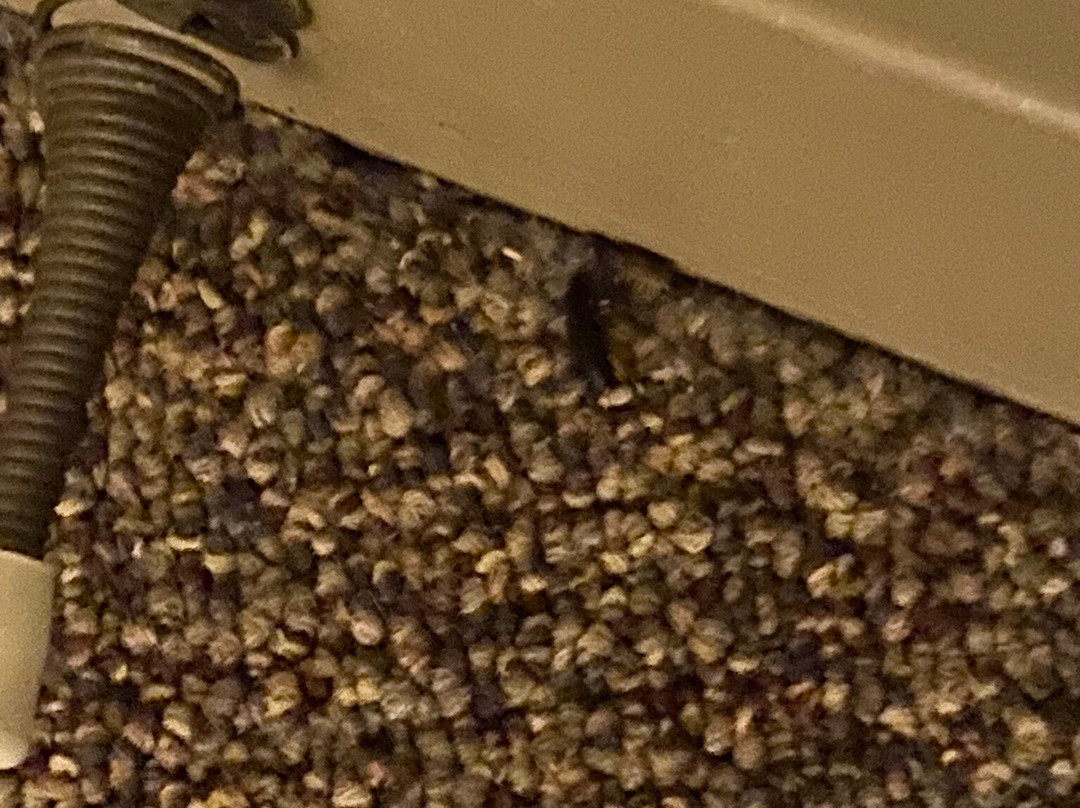 Berlin Heritage Inn主图