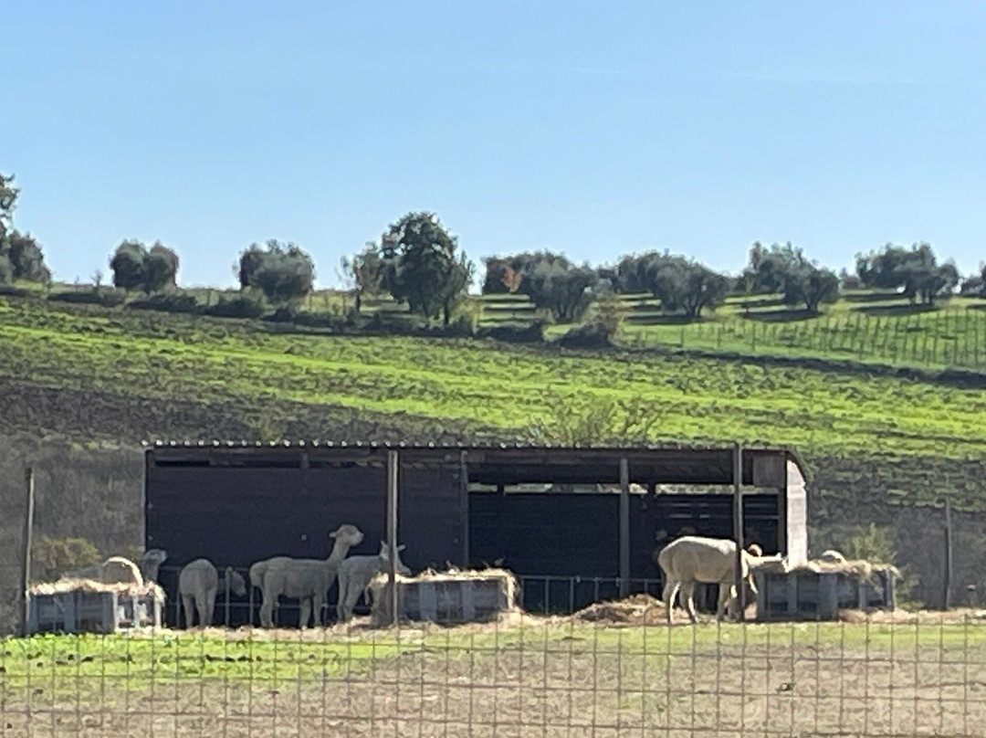 Albus Alpacas景点图片
