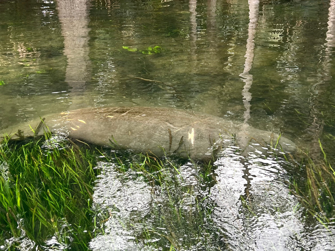 Captain Rob-Silver Springs必去景点