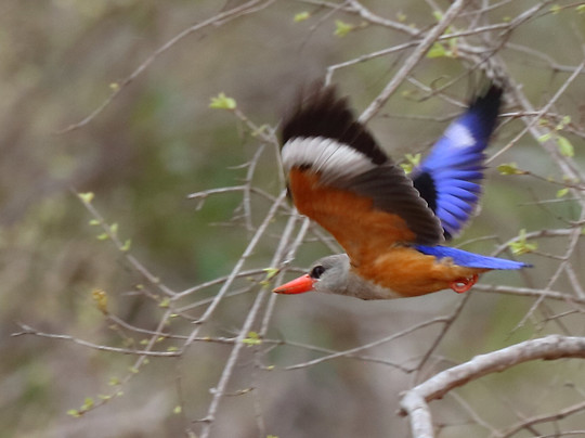 Kruger Leopard Lodge