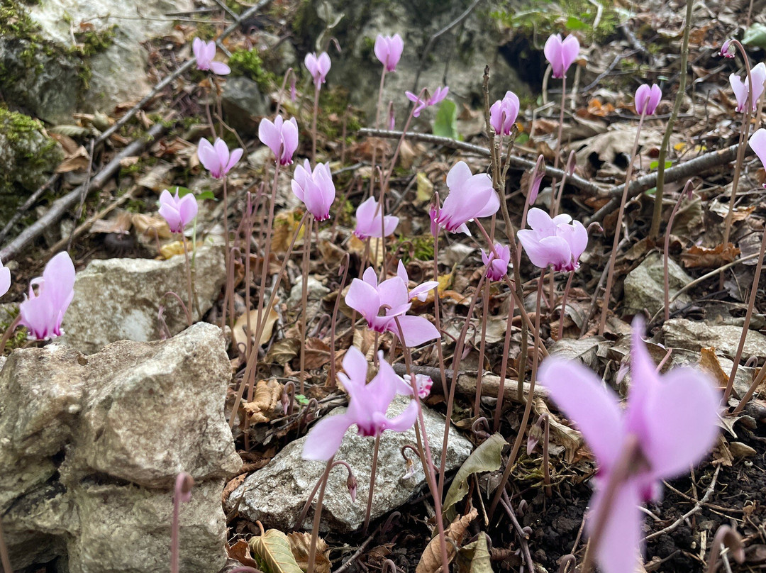 Riserva Naturale Gole del Sagittario景点图片