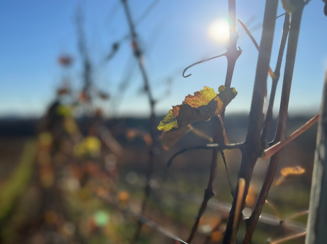 Stone Tower Winery景点图片