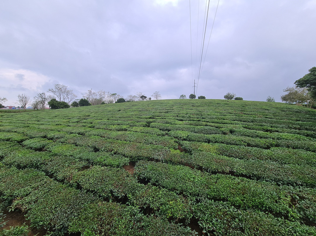 Homestay Moc Chau主图