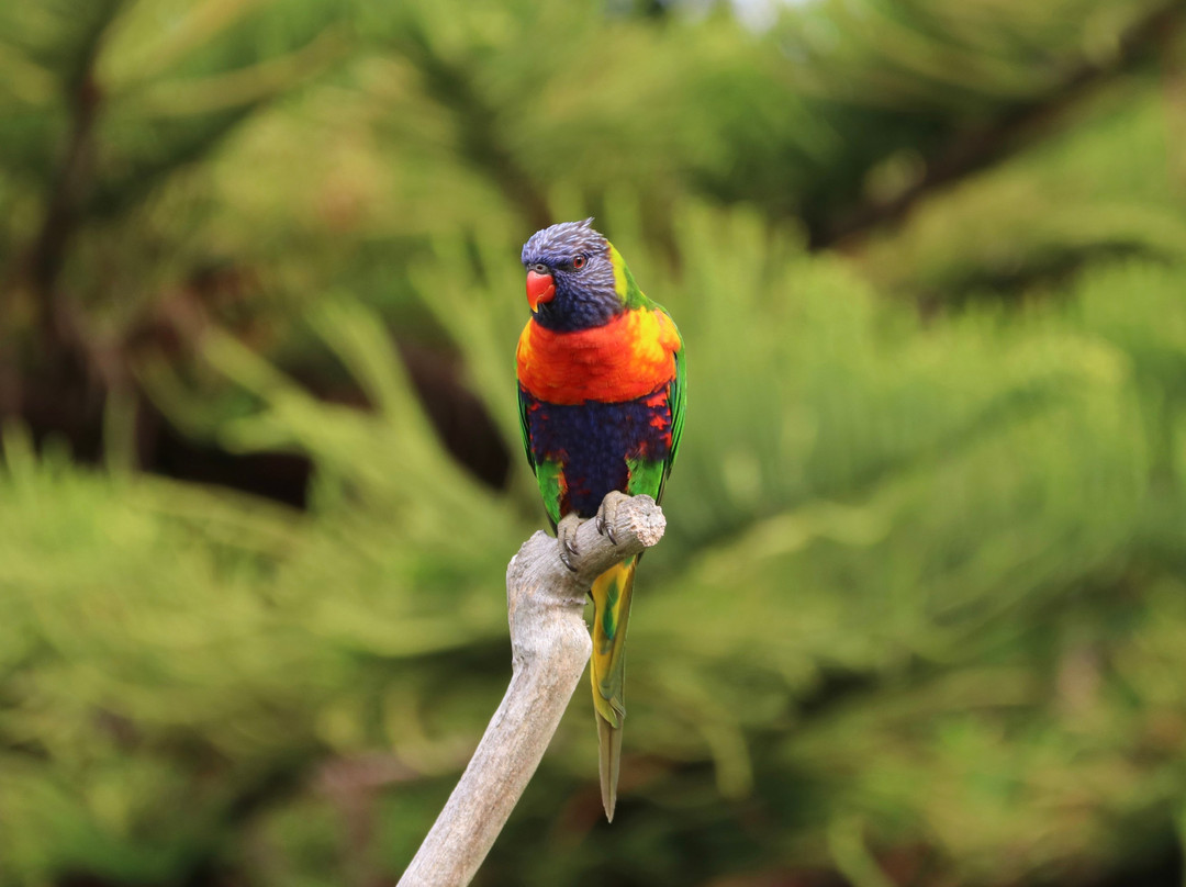 Salamander Bay Bed and Breakfast主图