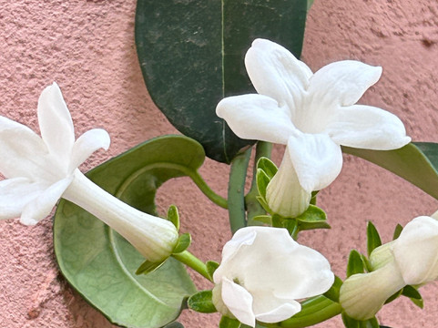 O Jardim Santo-Aracariguama必去景点