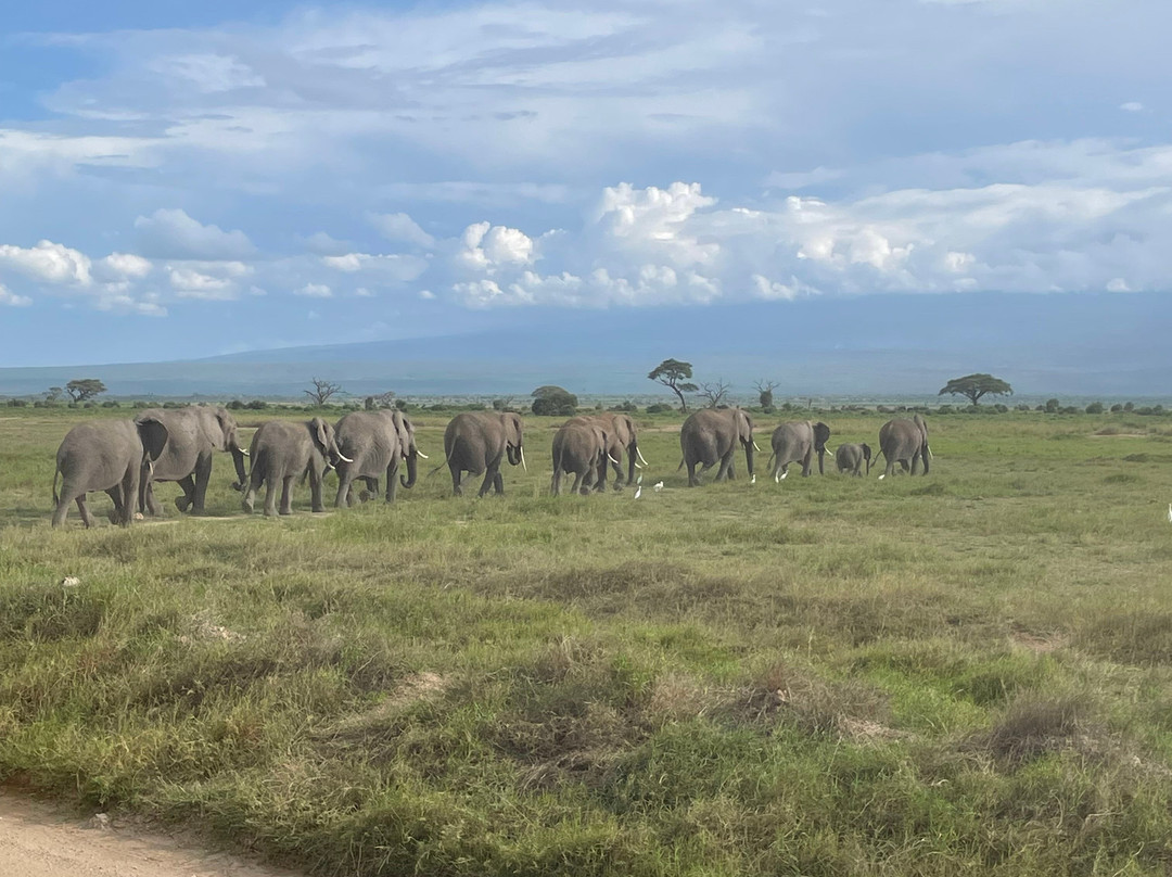 Maasai Safari & Cultural Tours景点图片