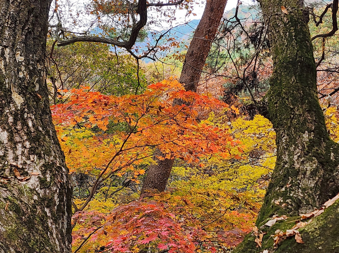 Yongmunsa Temple-杨平郡必去景点