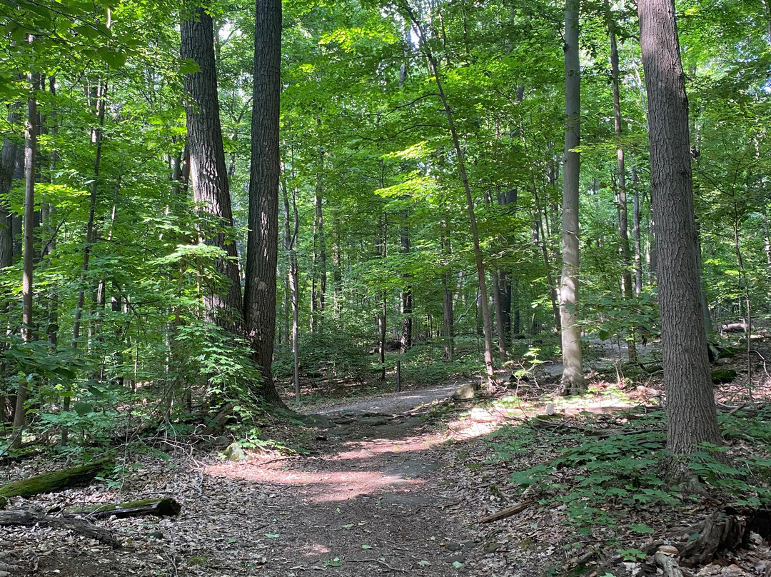 Chapin Forest Reservation景点图片