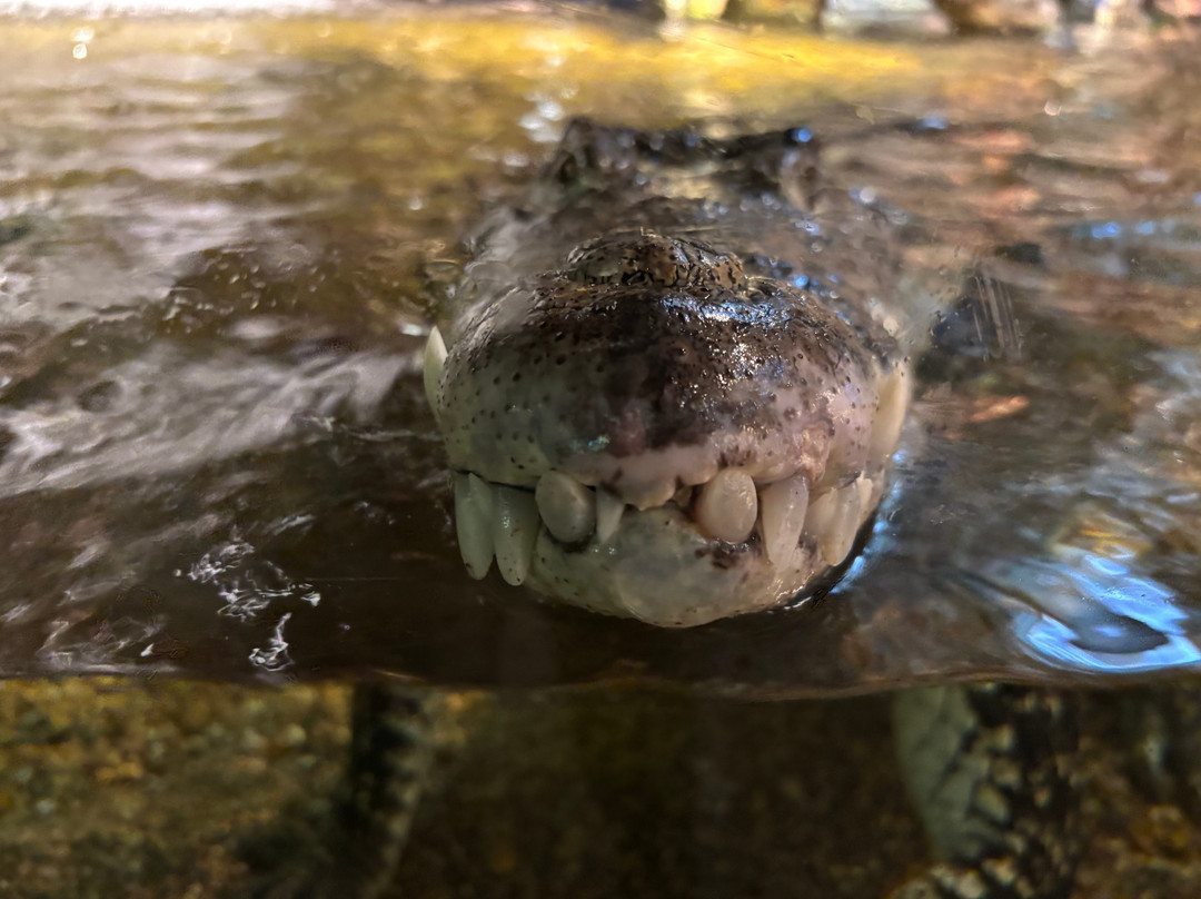 Skansen - Akvariet-斯德哥尔摩必去景点