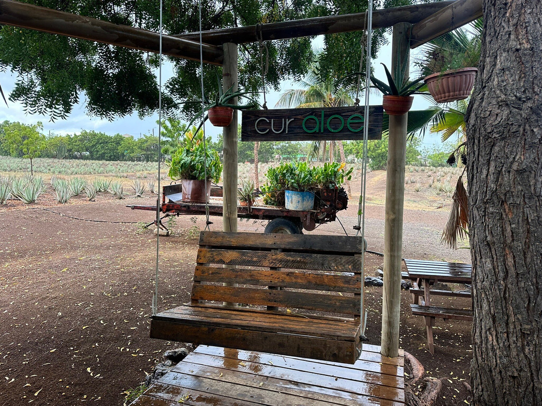 The Aloe Vera Curacao, Home of Curaloe Tour-威廉斯塔德必去景点