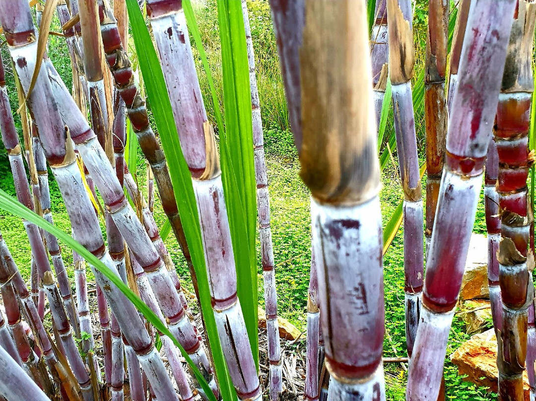 Orchard Of Flavours景点图片