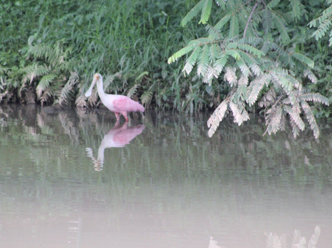 Parque Ecologico Da Pampulha-贝洛哈里桑塔必去景点