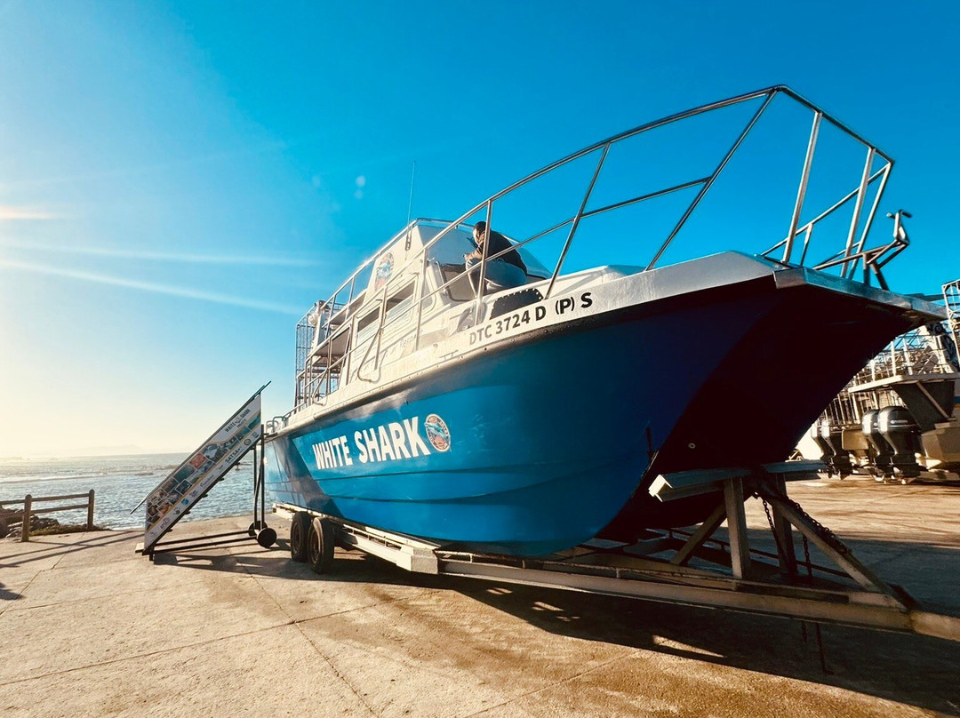 White Shark Diving Company-干斯拜必去景点