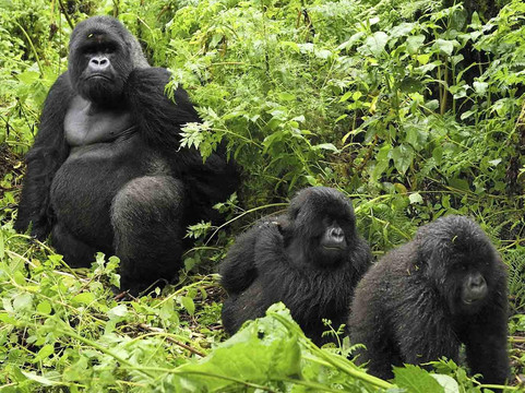 Bonobos African Safari Holidays-坎帕拉必去景点