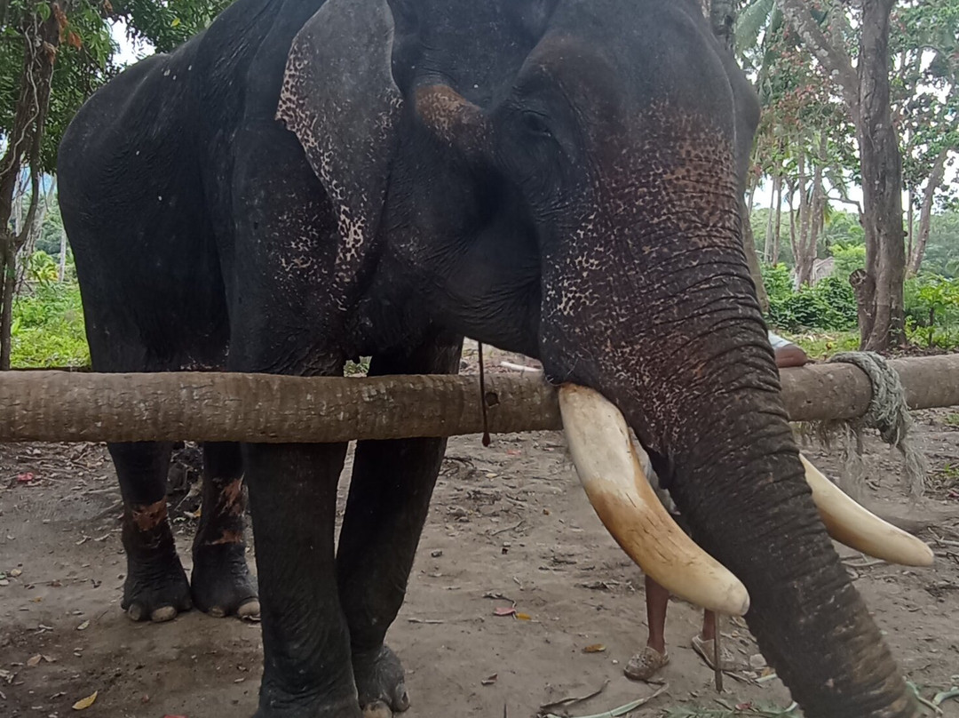 Coconut Elephant Camp Khaolak景点图片