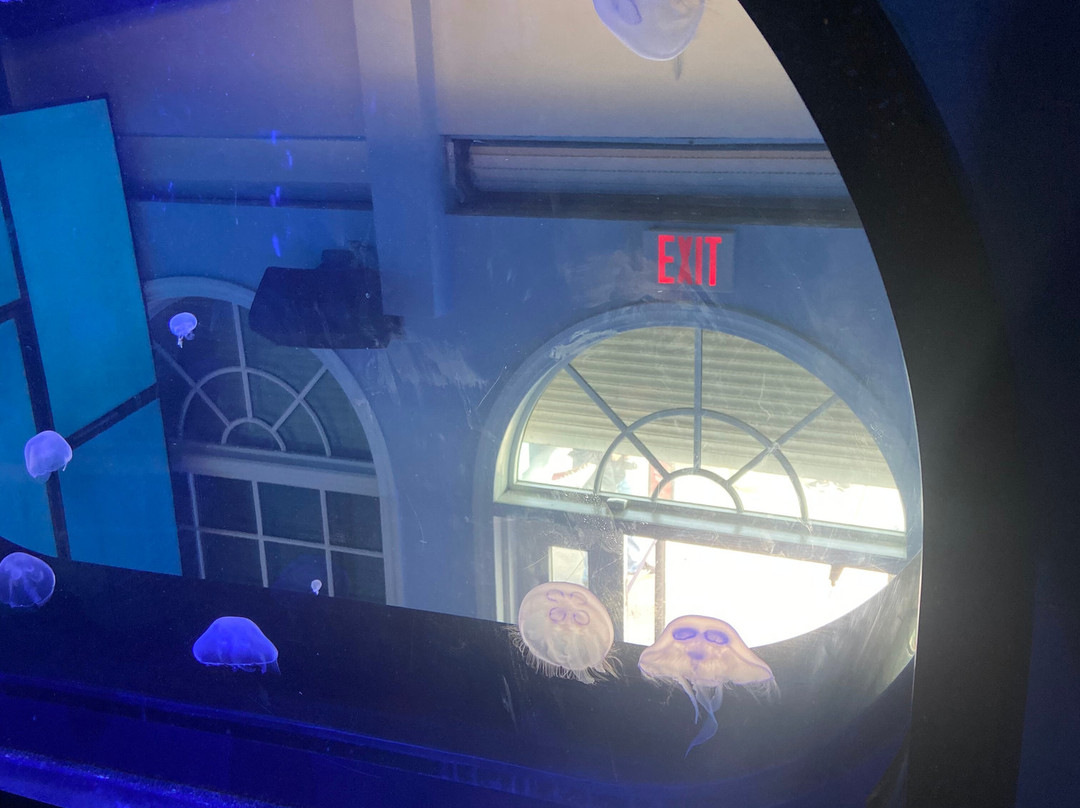 Roundhouse Marine Studies Lab and Aquarium-曼哈顿海滩必去景点