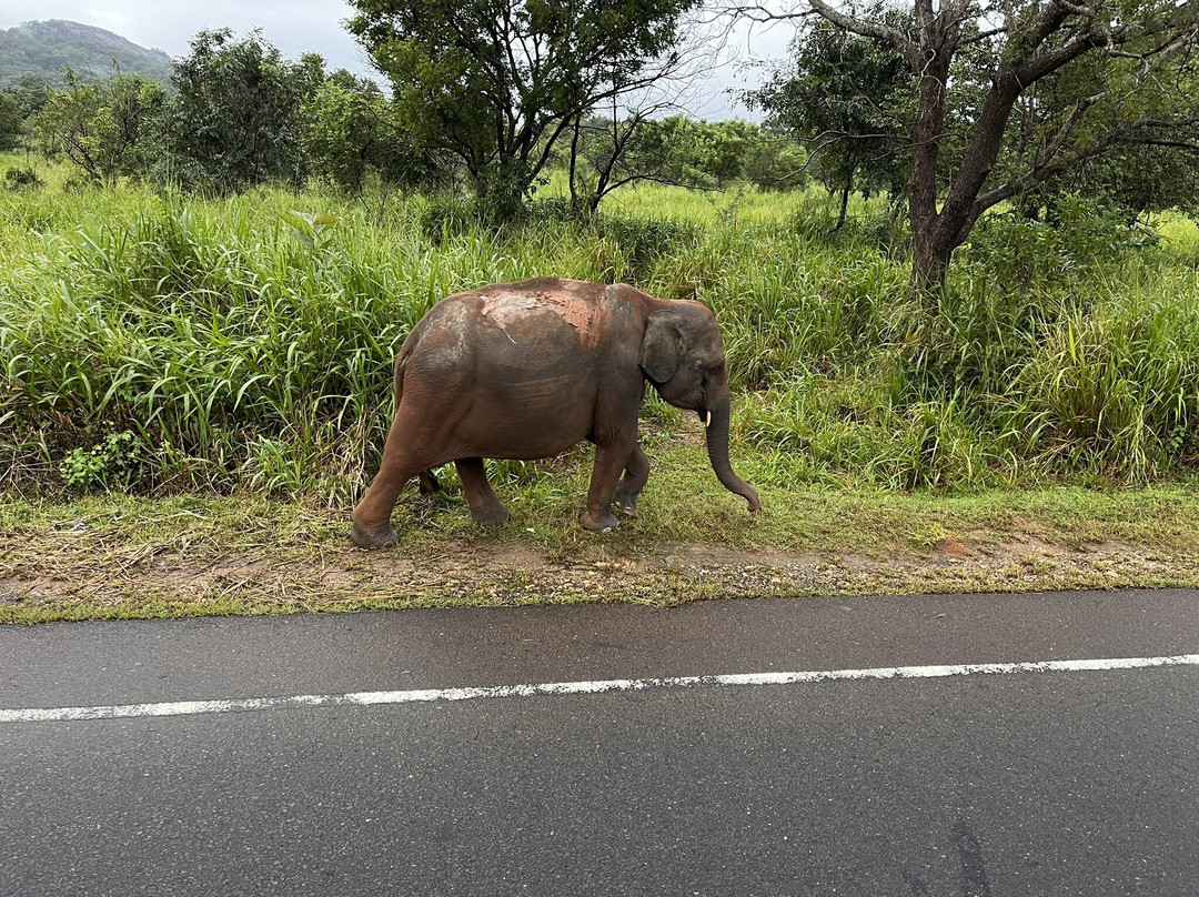 Elephant Toe Tours景点图片