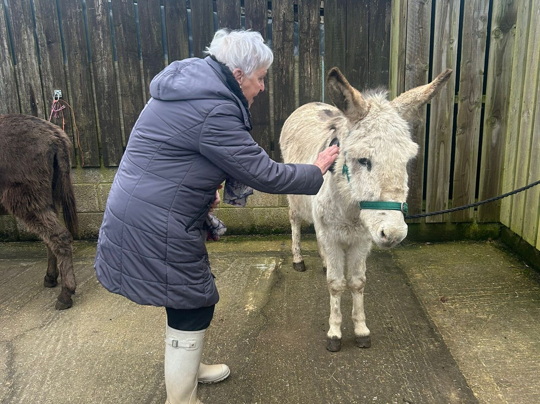 Brockenhurst Donkey Walks景点图片