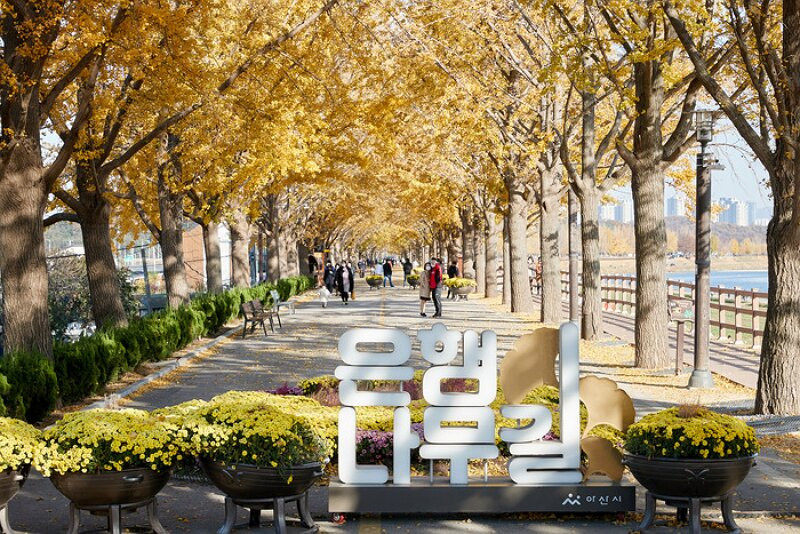 Gingko Tree Road-牙山市必去景点