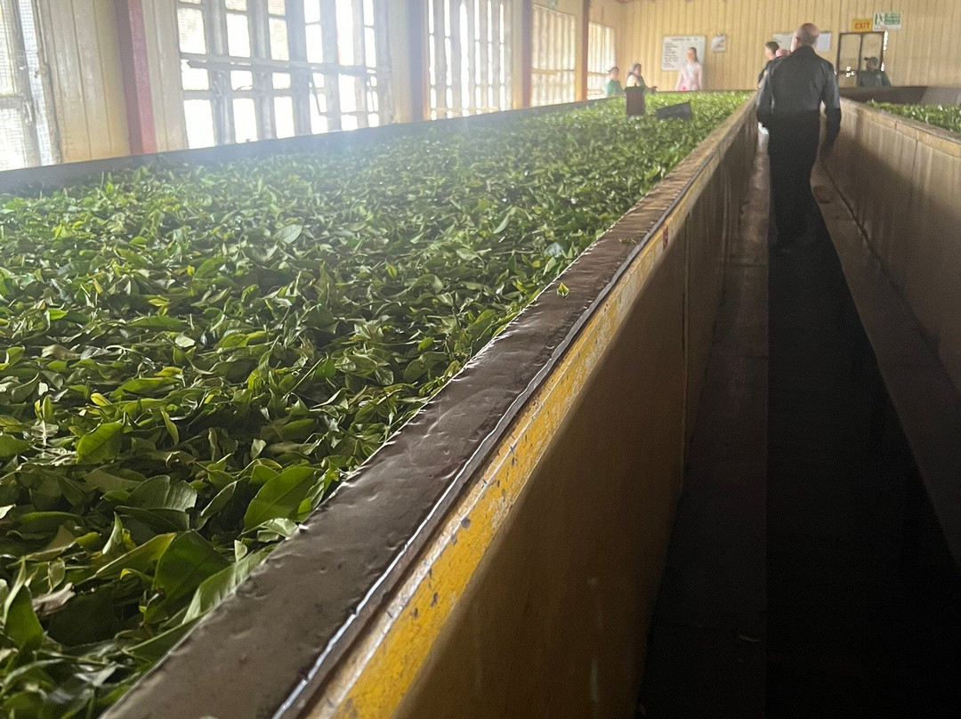 佩德罗茶工厂景点图片
