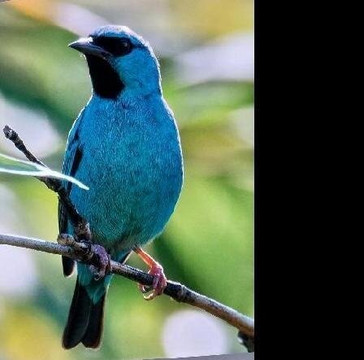 Avifauna Tours-西班牙港必去景点