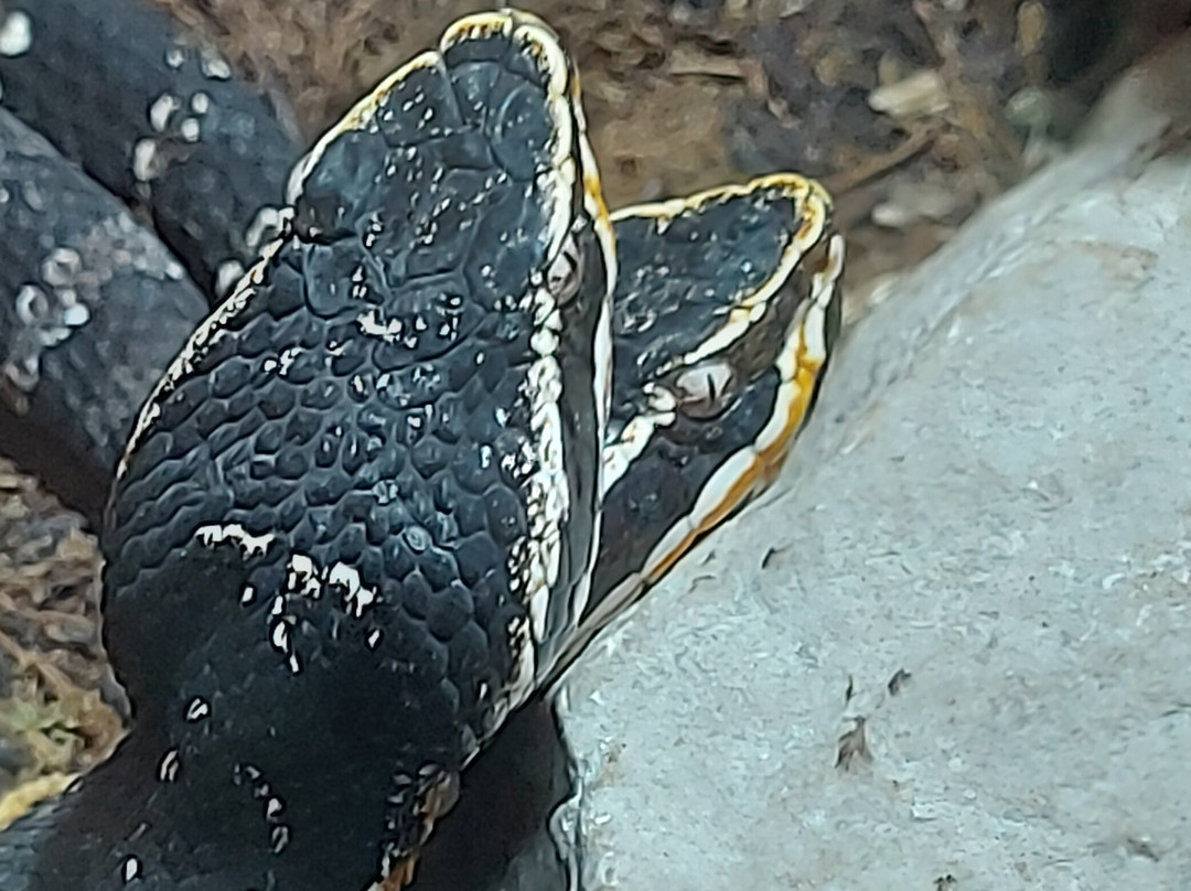 Reptilienzoo Nockalm景点图片