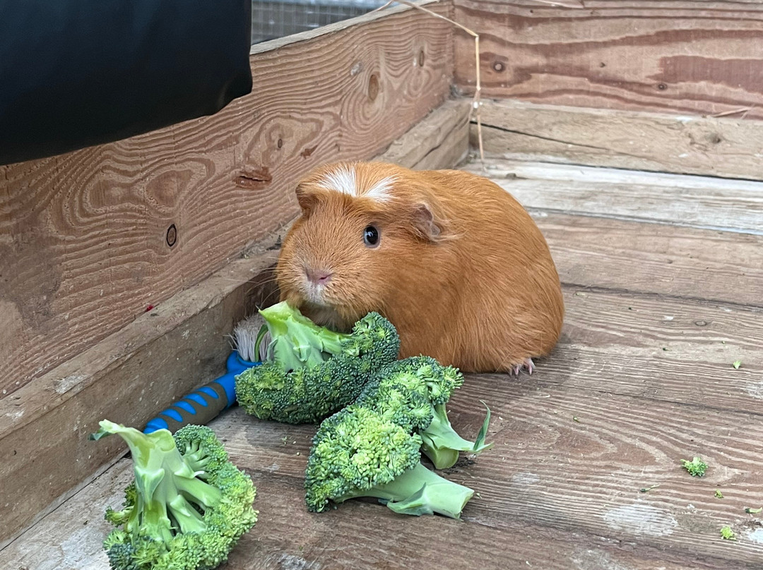 Wynford Farm Playbarn景点图片