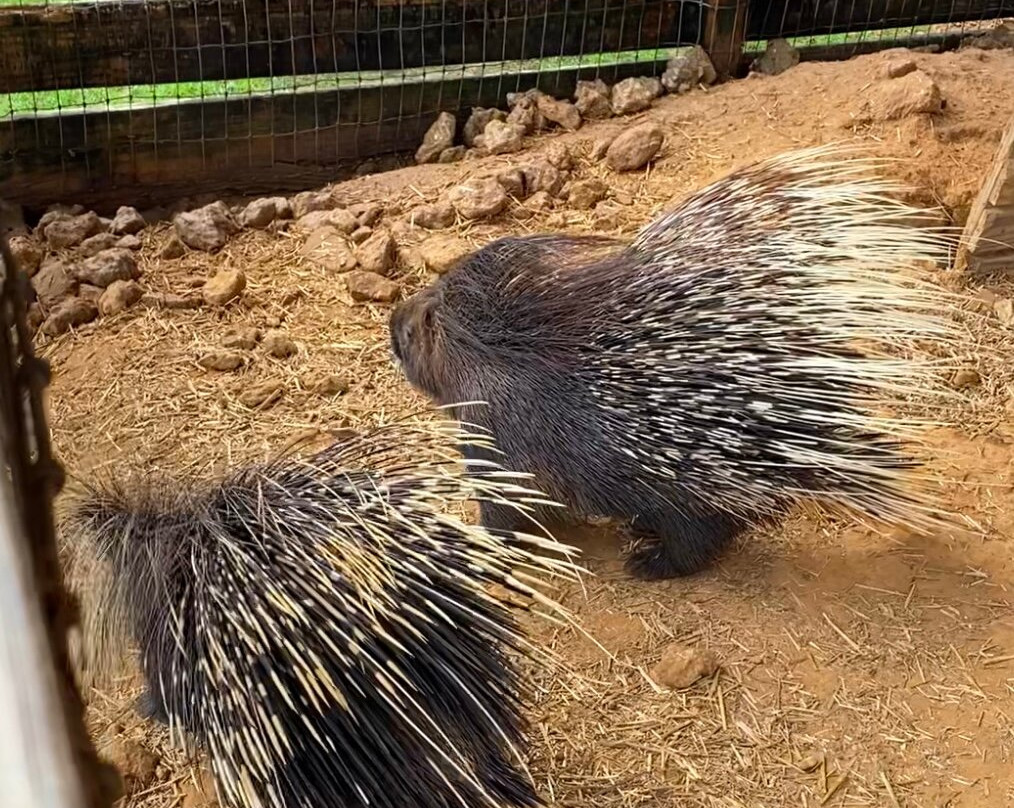 TGR Exotics Wildlife Park-斯普林必去景点