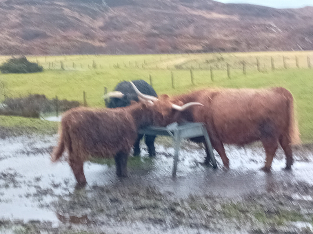 Highland cow tours景点图片
