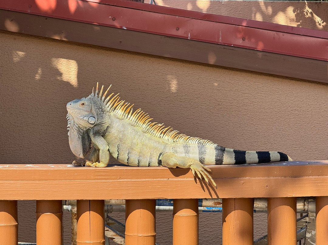 Oceans At Divi Little Bay主图