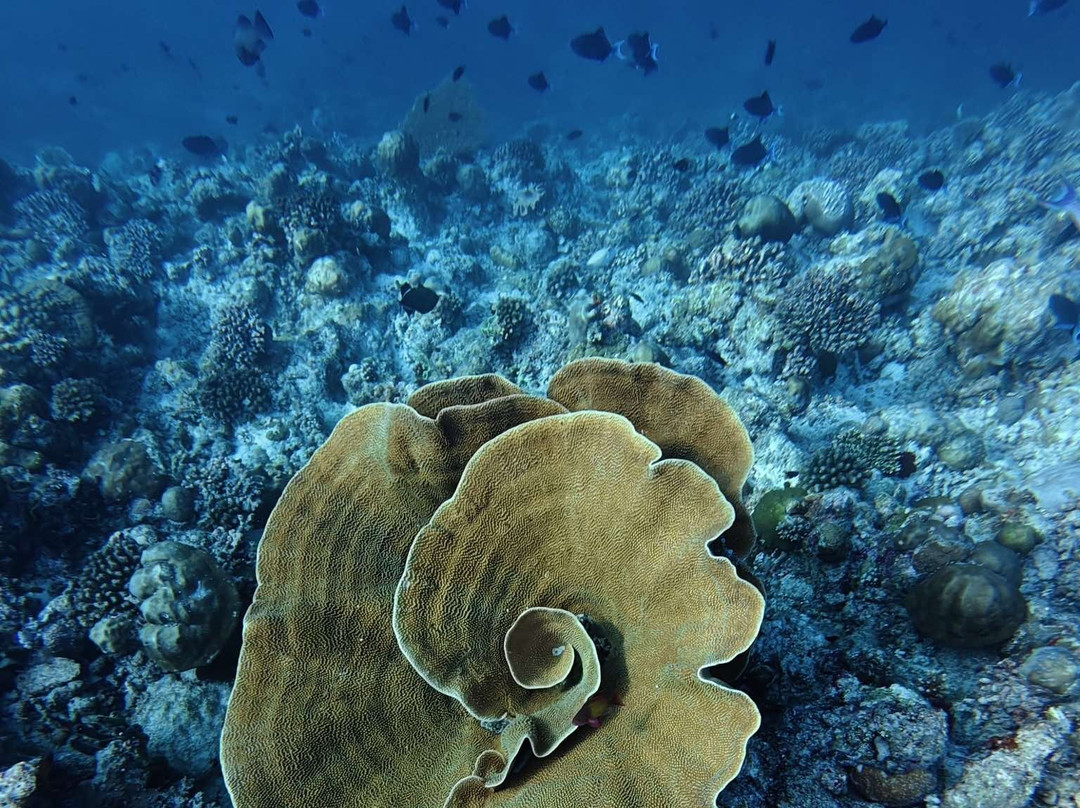 Awequatic Divers景点图片