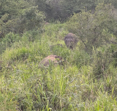 Minneriya Wild Jeep Safari-丹布拉必去景点