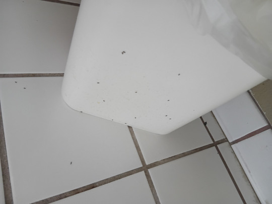 Super 8 by Wyndham Lees Summit主图